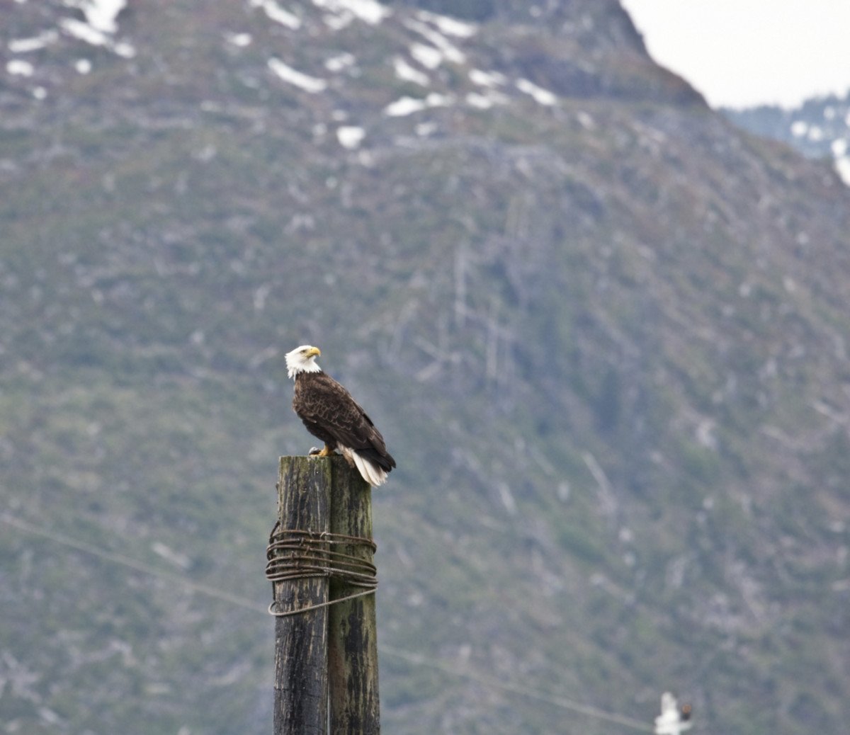 Águila vista en Icy Strait Point