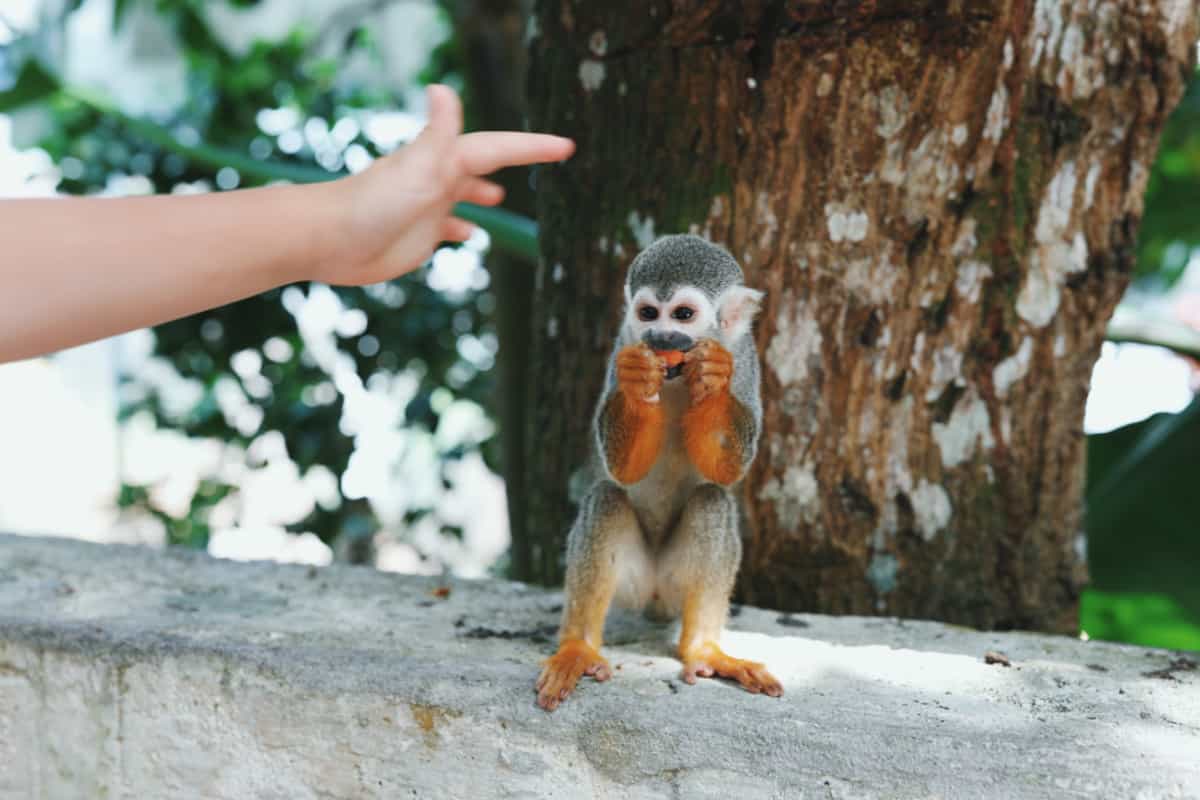 Monkeylandia, República Dominicana