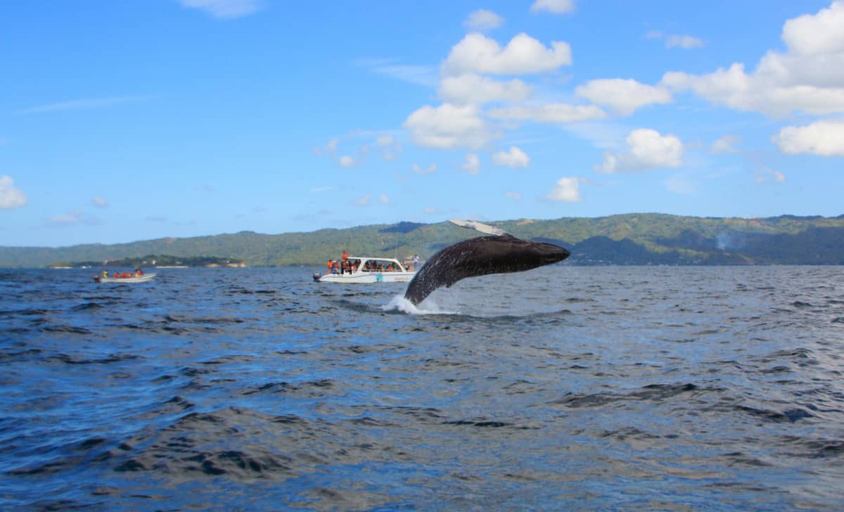 Avistamiento de Ballenas en la Bahía de Samaná