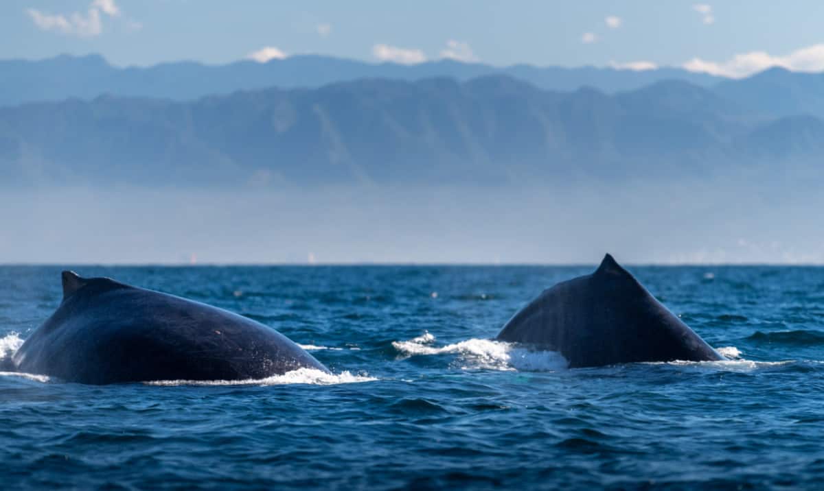 Tour de Ballenas Justo al lado de Puerto Vallarta