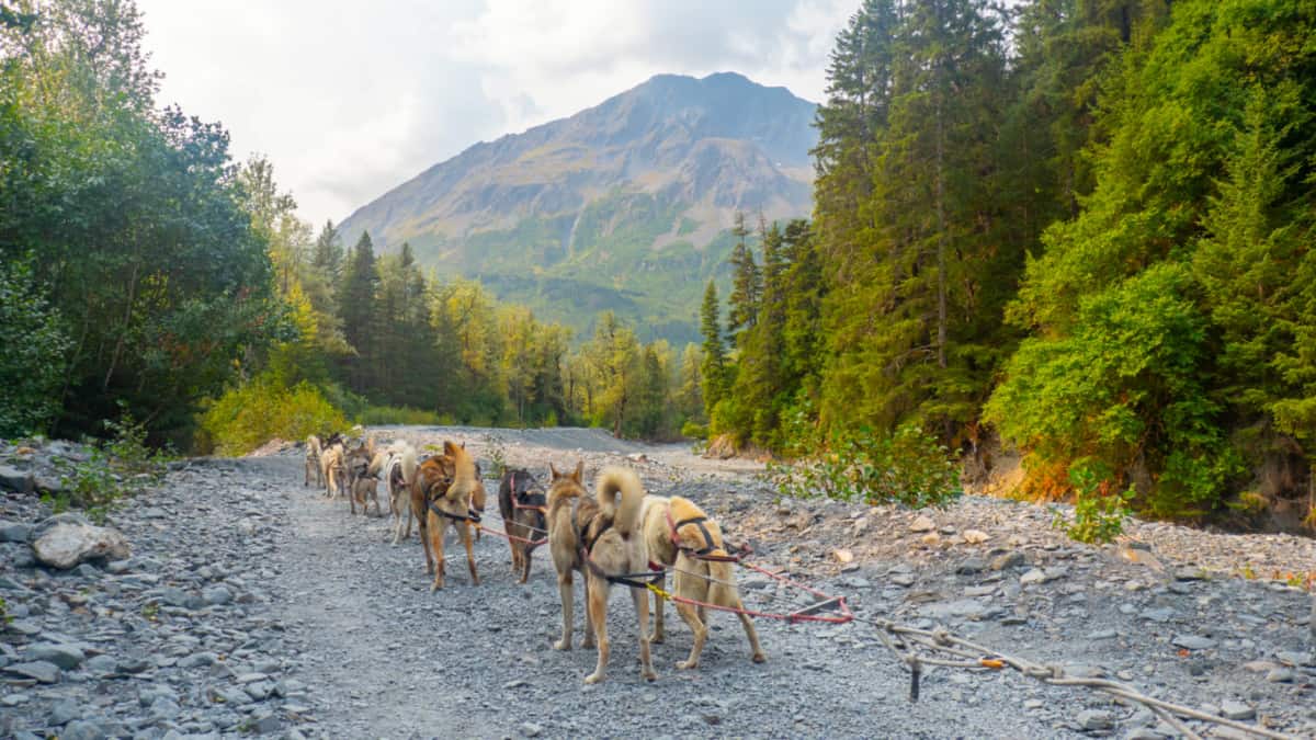 Perros de trineo corriendo cerca de Seward 