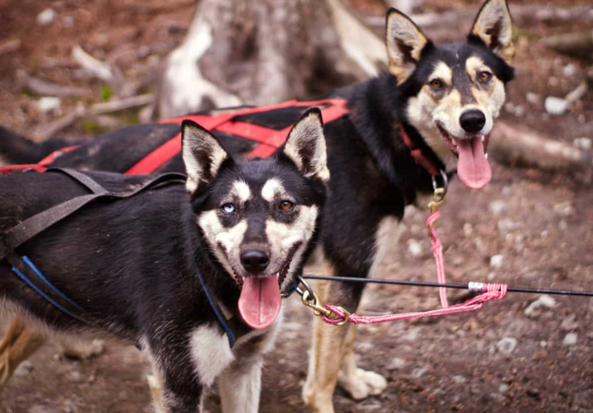 Trineos tirados por perros en Alaska