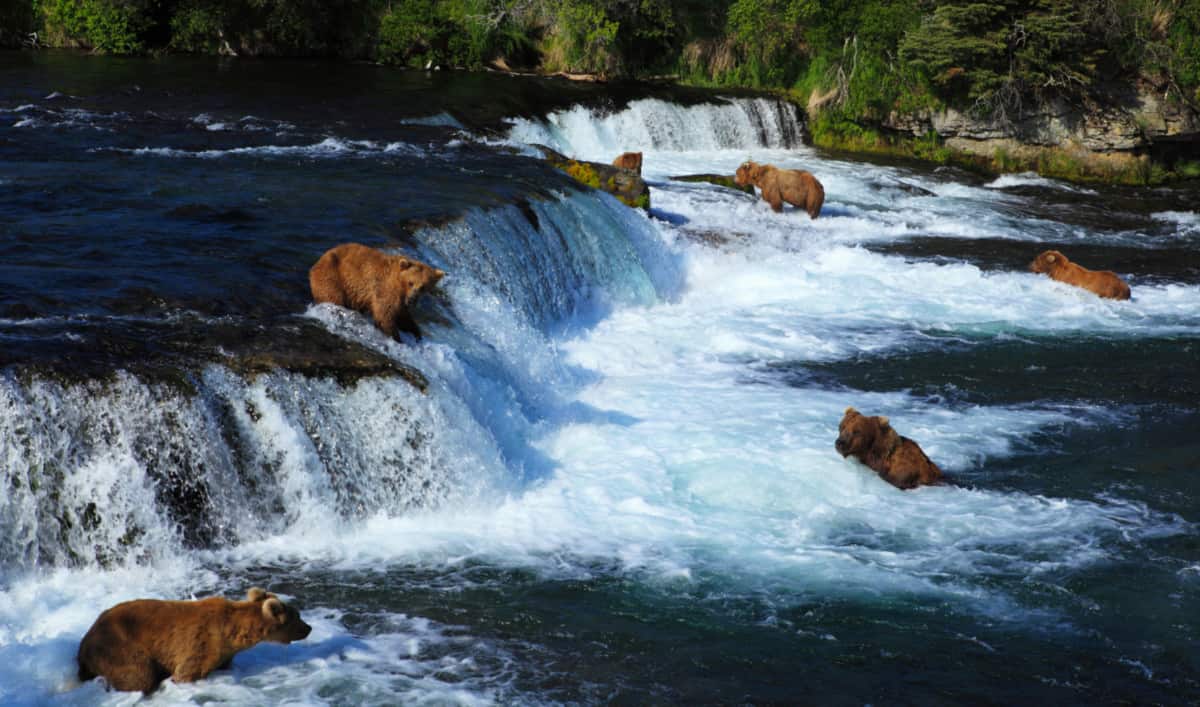 Osos en busca de salmón en el Parque Nacional Katmai