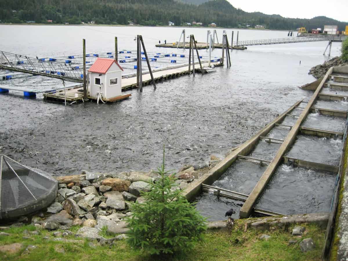 Criadero de salmón Macaulay