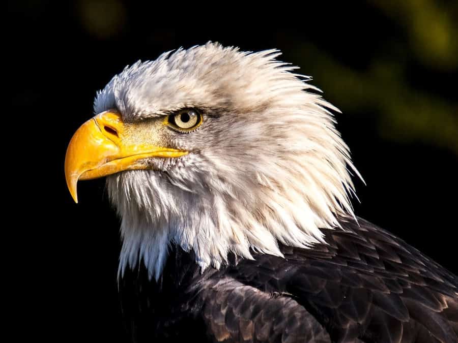 Águila en el Centro de Rapaces de Alaska