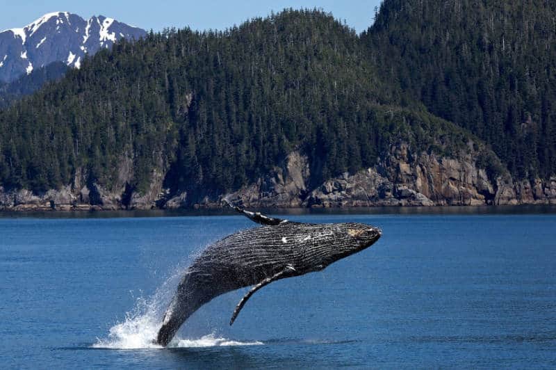 Ballena en Alaska