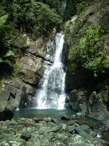 Cascada del Bosque Lluvioso El Yunque
