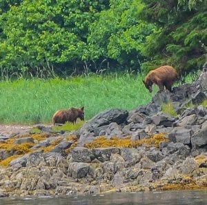 Cosas que debe saber sobre los cruceros a Alaska