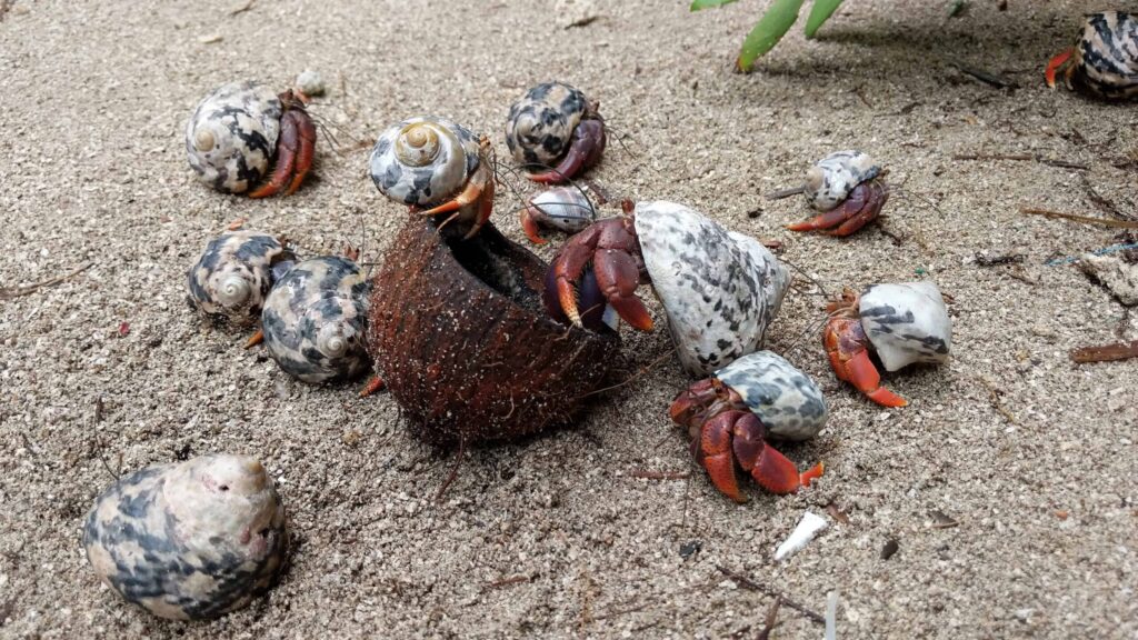 UnCruise Adventures desarrolla nuevos cruceros de expedición en Belice y Guatemala |  dieciséis