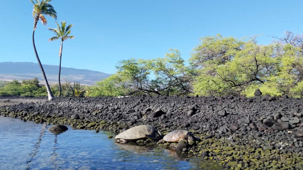 tortugas marinas verdes en una laguna tranquila