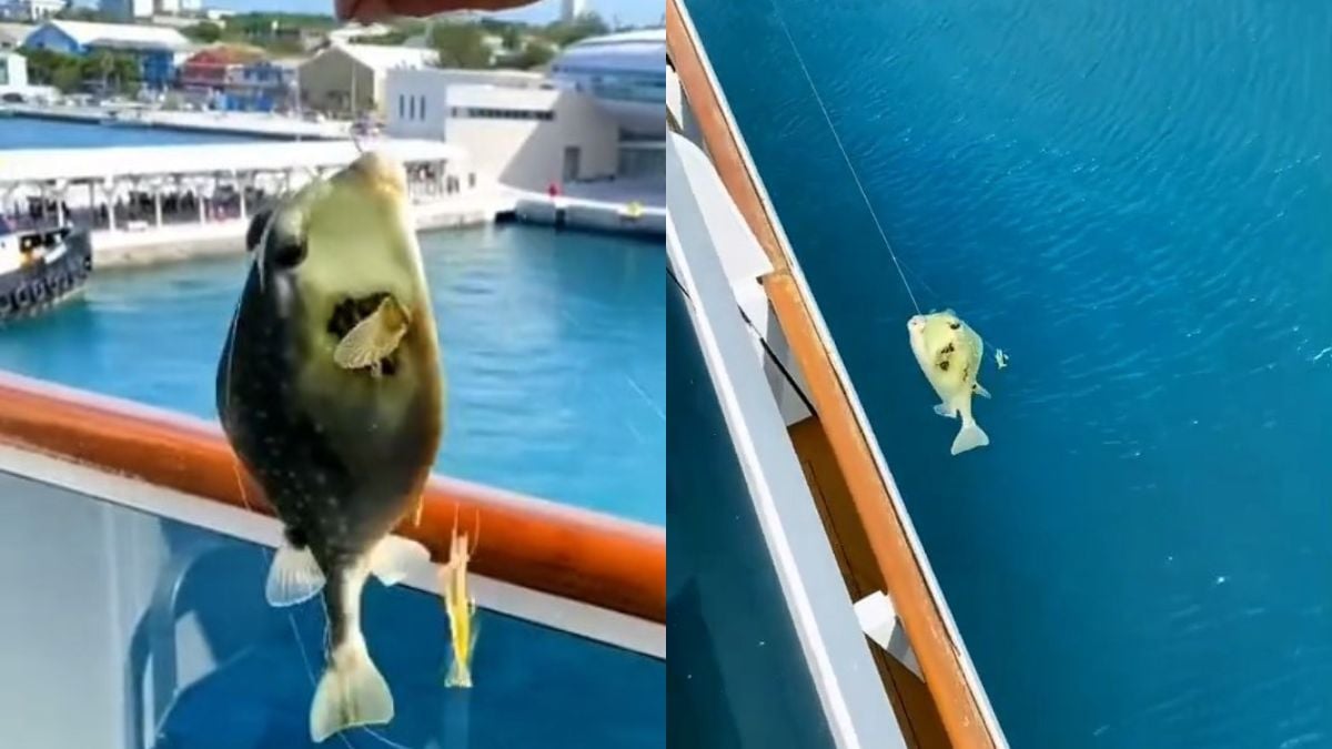 Huéspedes de Carnival Cruise prohibidos de por vida después de pescar desde el balcón