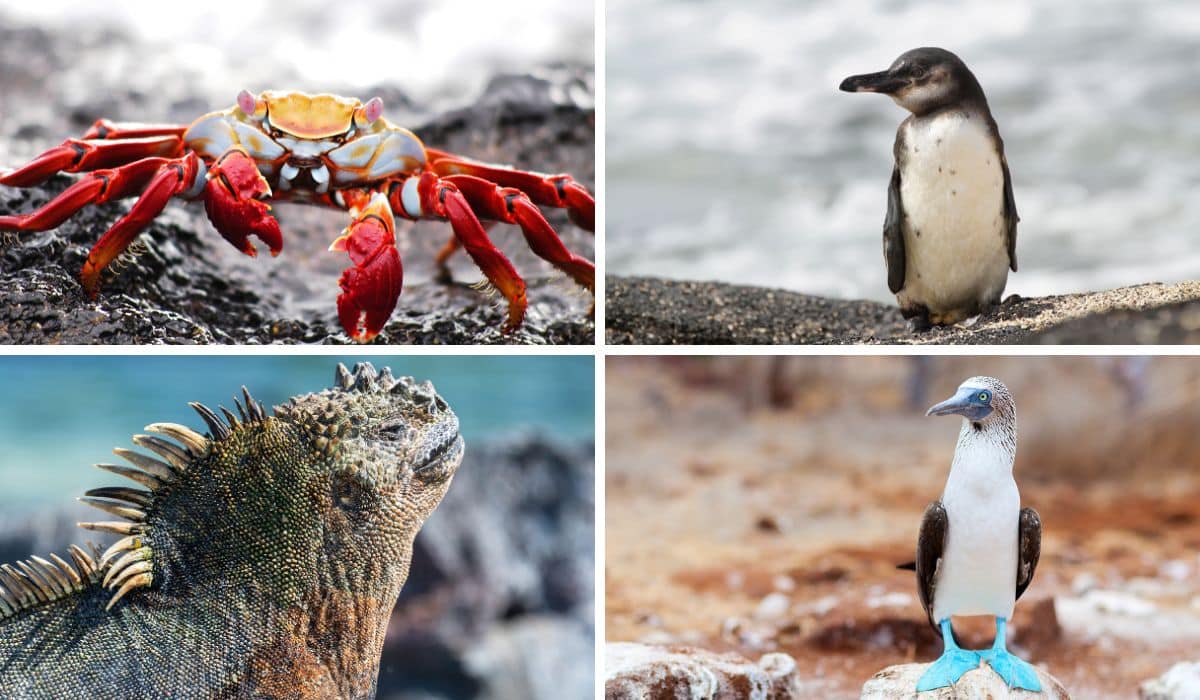 Iguanas marinas y pingüinos y piqueros de patas azules en Galápagos