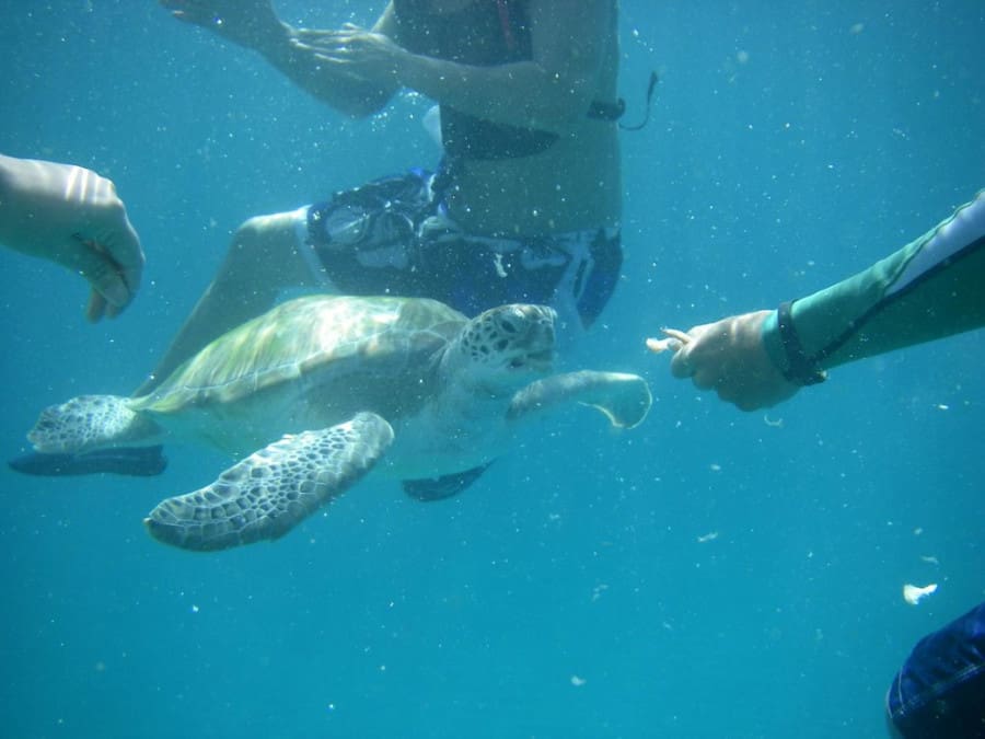 Nadar con tortugas en Barbados
