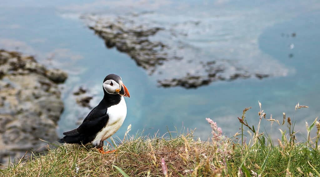 Aurora Expeditions anuncia a la invitada especial Miranda Krestovnikoff a bordo de un viaje único por la costa del Reino Unido |  10