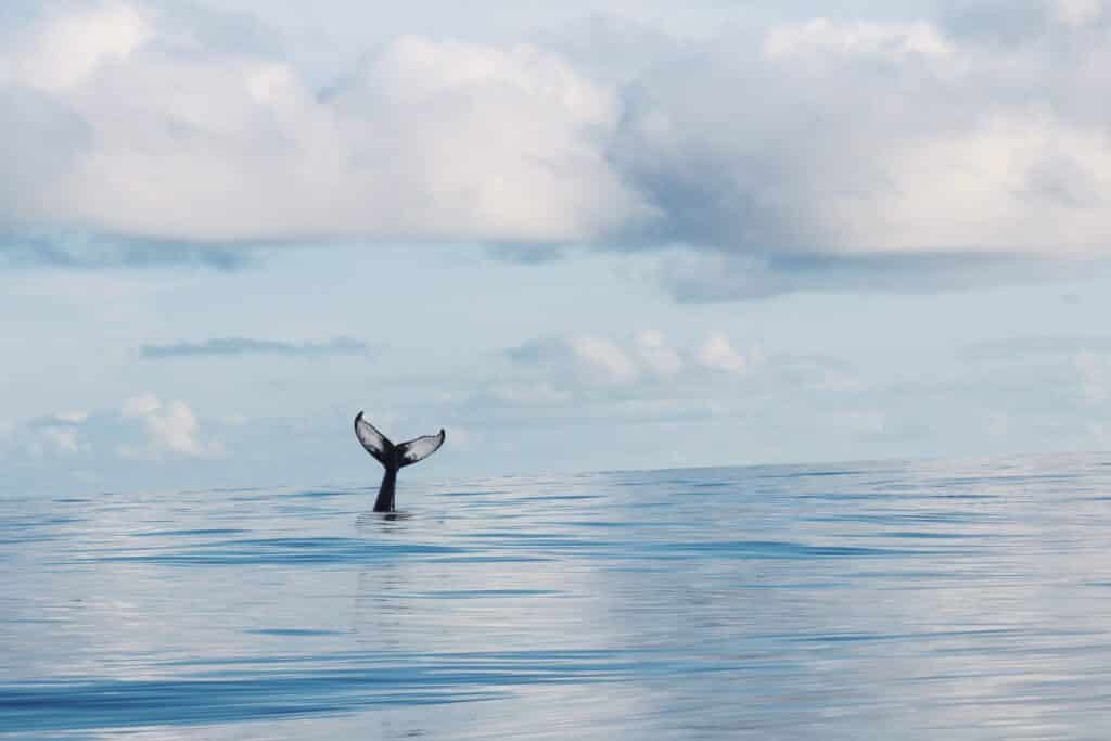 Avistamientos de ballenas: ¿Qué regiones y cruceros ofrecen?  |  12
