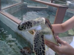 Reseña y consejos del puerto de cruceros de Gran Caimán